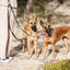 Outdoor Style Black Reflective Adjustable Double Leash