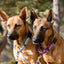 Outdoor Style All Nylon Martingale Collar