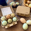 Half Dozen Egg Cartons - Henlay Blank Flat Top, Six Pack, 2 colors, 20 or 100