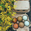 Half Dozen Egg Cartons - Henlay Blank Flat Top, Six Pack, 2 colors, 20 or 100