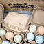 Half Dozen Egg Cartons - Henlay Blank Flat Top, Six Pack, 2 colors, 20 or 100