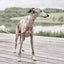 Robin Dog Collar Medium - Natural