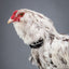 No-Crow Rooster Collar