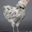 No-Crow Rooster Collar
