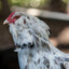 No-Crow Rooster Collar
