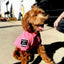 H1 Tactical Dog Hoodie