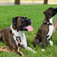 Adventure Style Mountain Flat Weave Martingale Dog Collar