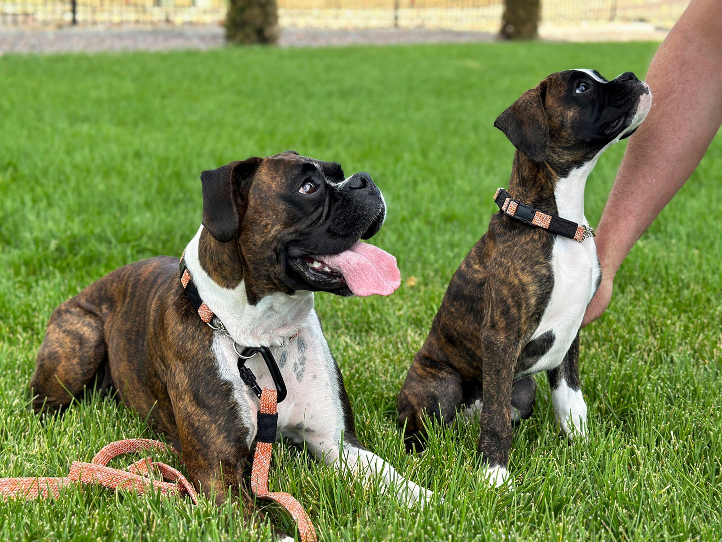 Climbing Rope Dog Collar