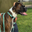 Climbing Rope Dog Collar