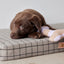 Ashi Dog Toy Small - Lavender/Amber