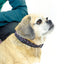 cuteNfuzzyÂ® Padded Adjustable Patterned Dog Collar with Warranty