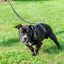 Premium Basket Tooled Gaucho Leather Padded Dog Pulling Harness