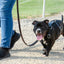 Premium Basket Tooled Gaucho Leather Padded Dog Pulling Harness