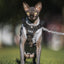 K9R - M1 Lightspeed Harness for Cats