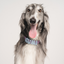 Waterproof Dog Collar