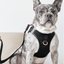 SoHo Dog Harness - Black