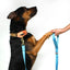 Martingale Dog Collar – Leopard / Peach