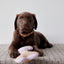 Ashi Dog Toy Small - Lavender/Amber