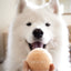 Classic Tennis Ball Set of 5 - Sand