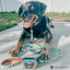 Dog Leash - Scooby-Doo™