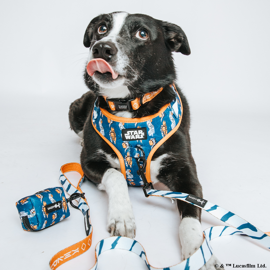 Dog Collar - STAR WARS™ Ahsoka