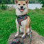 Dog Adjustable Harness - Neon Frights