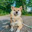 Dog Step-In Harness - Sunflower Dreams