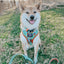 Dog Collar - Scooby-Doo™