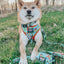 Dog Leash - Scooby-Doo™
