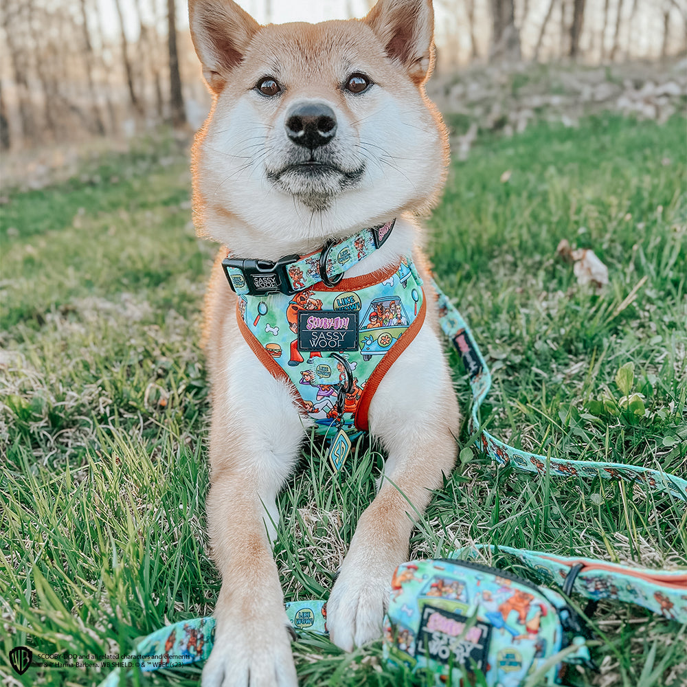 Dog Leash - Scooby-Doo™