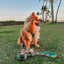 Dog Collar - Pawfect Poms