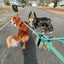 Dog Waterproof Leash - Blue