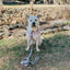 Dog Adjustable Harness - Sakura