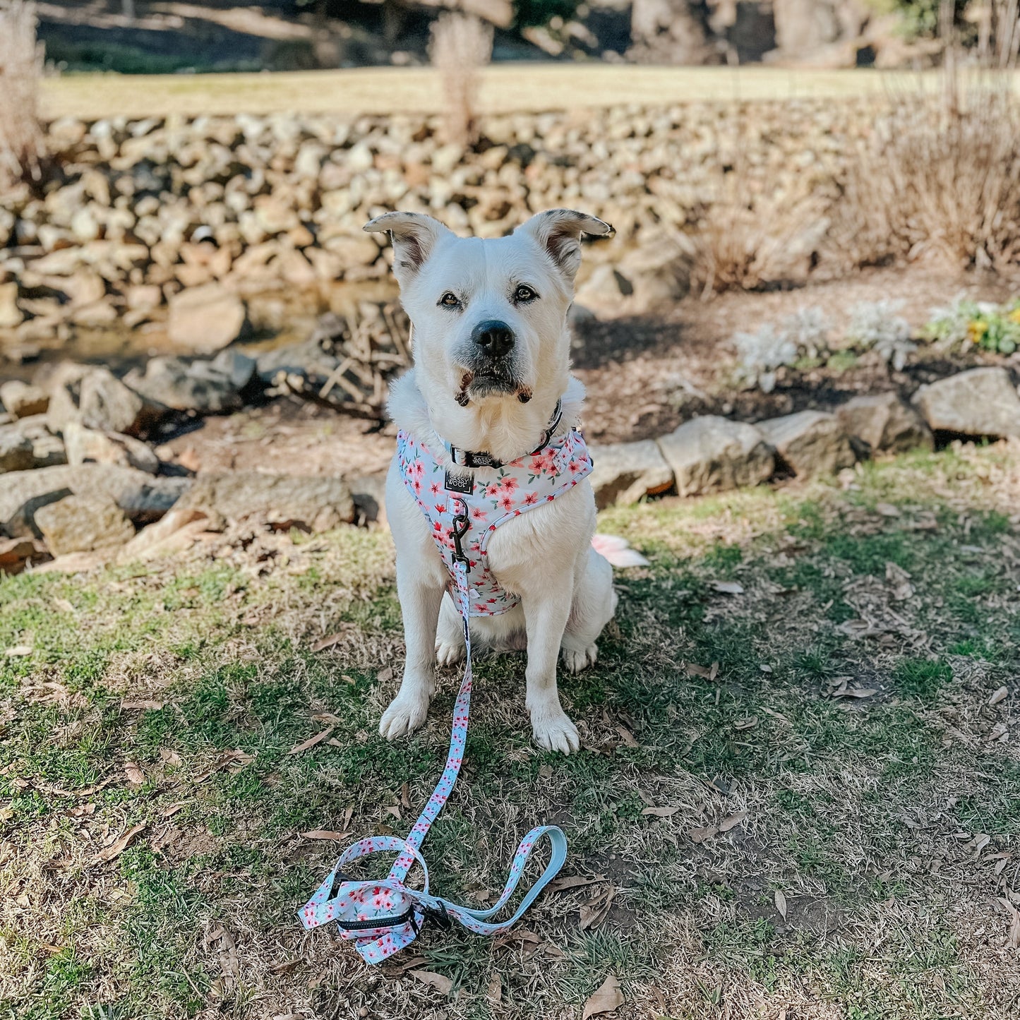 Dog Collar - Sakura