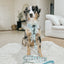 Dog Adjustable Harness - Sweets & Pawfee