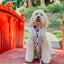 Dog Collar - Sakura