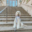 Dog Adjustable Harness - Sakura
