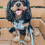 Dog Collar - Sweets & Pawfee