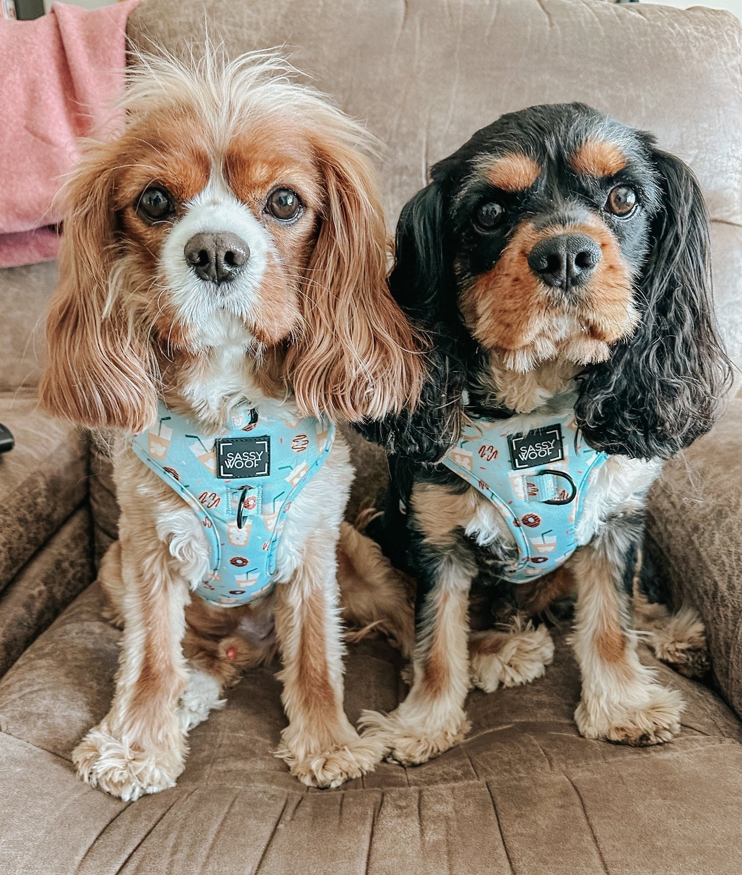 Dog Adjustable Harness - Sweets & Pawfee