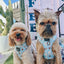 Dog Adjustable Harness - Sweets & Pawfee