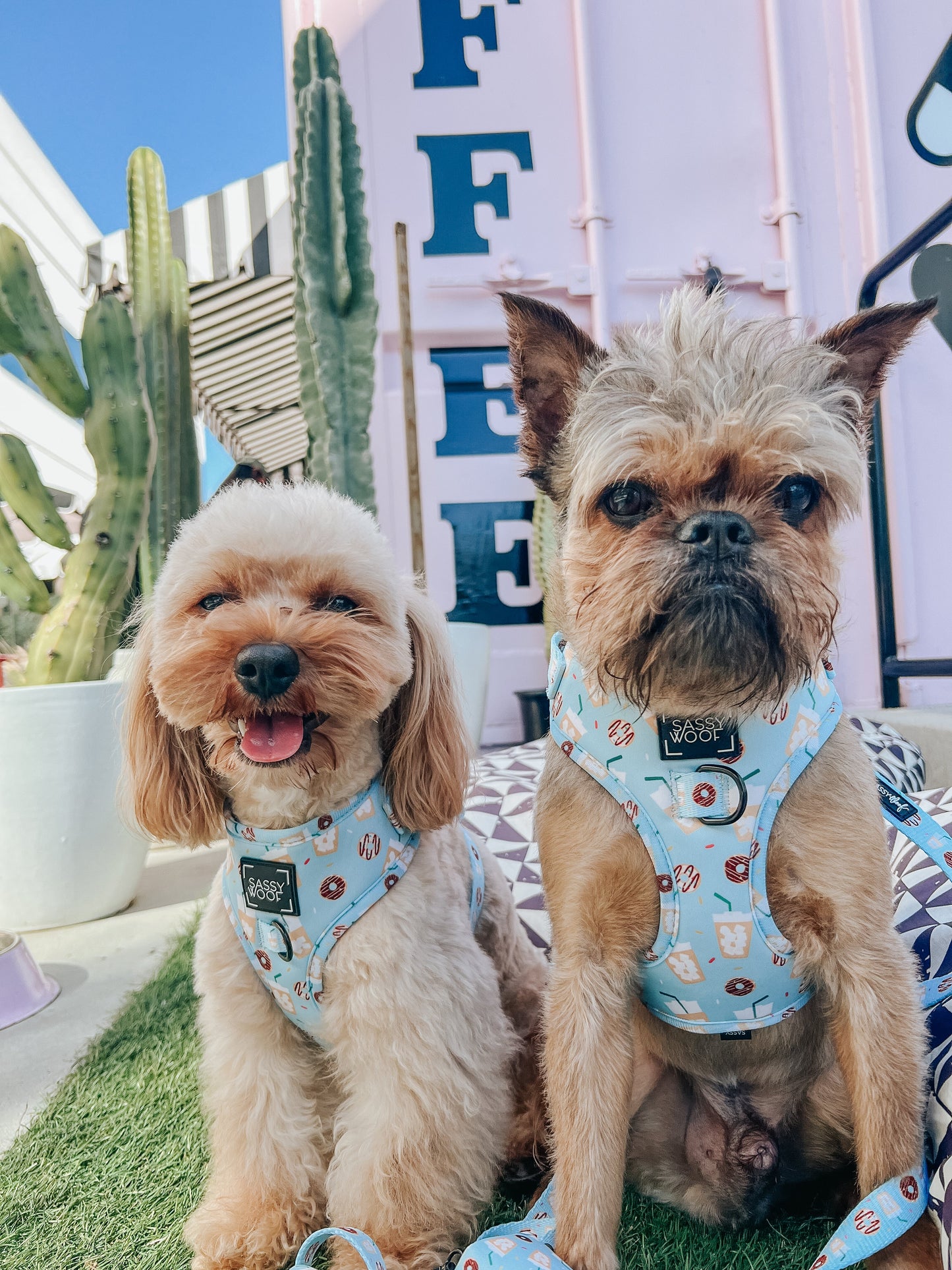 Dog Adjustable Harness - Sweets & Pawfee