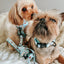 Dog Collar - Sweets & Pawfee