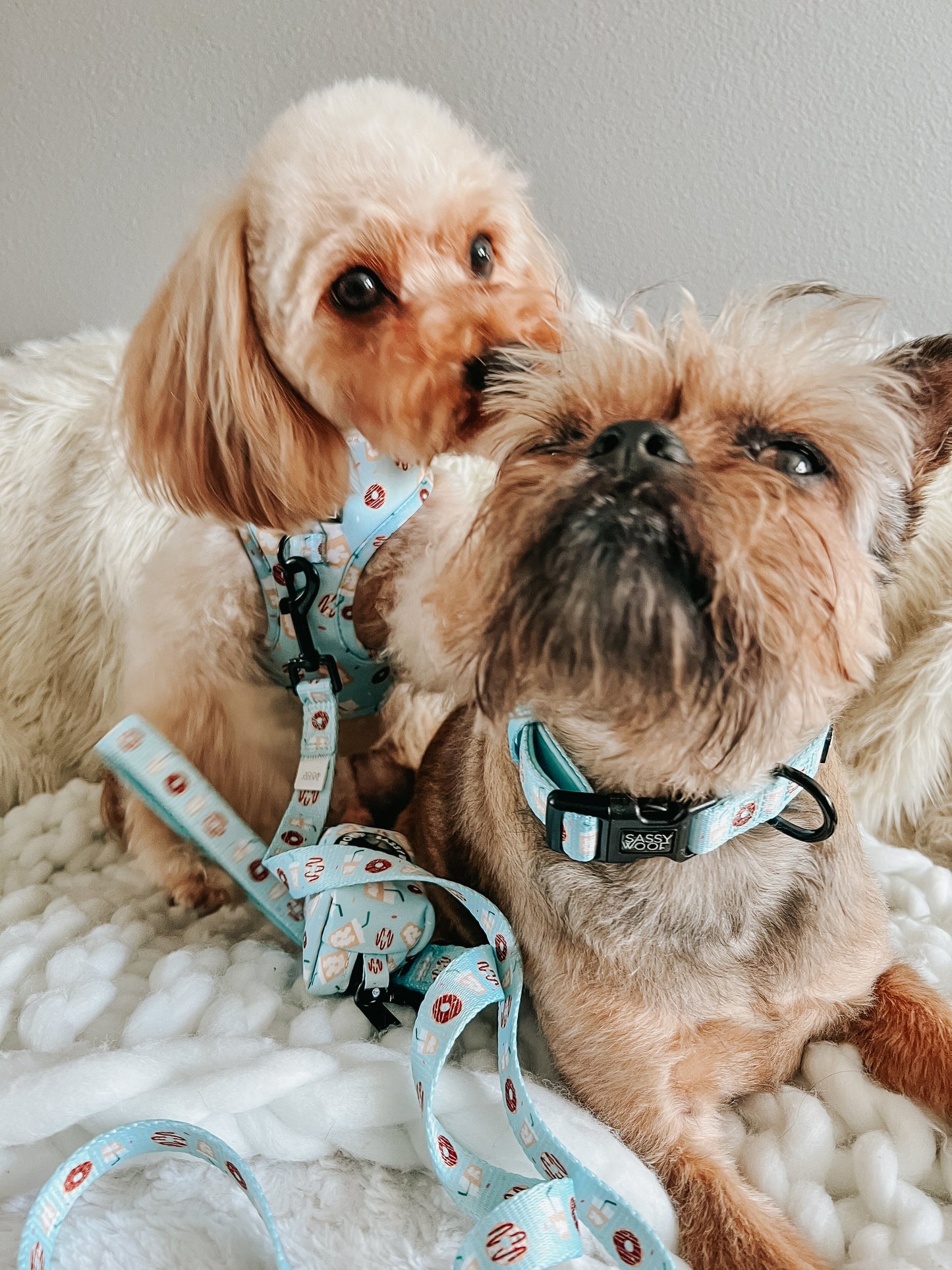Dog Collar - Sweets & Pawfee