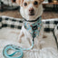 Dog Adjustable Harness - Sweets & Pawfee