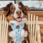 Dog Adjustable Harness - Sweets & Pawfee