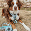 Dog Collar - Sweets & Pawfee
