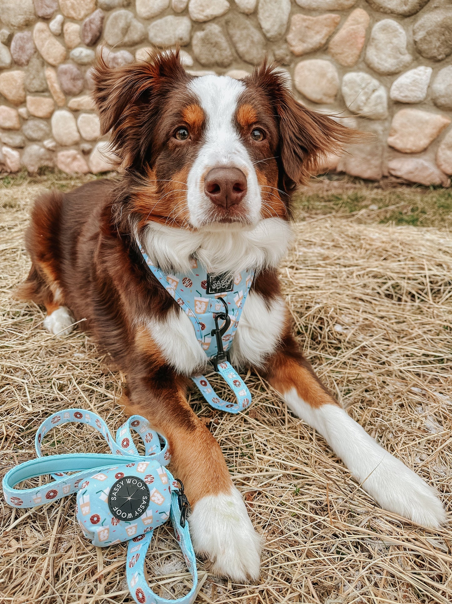 Dog Collar - Sweets & Pawfee