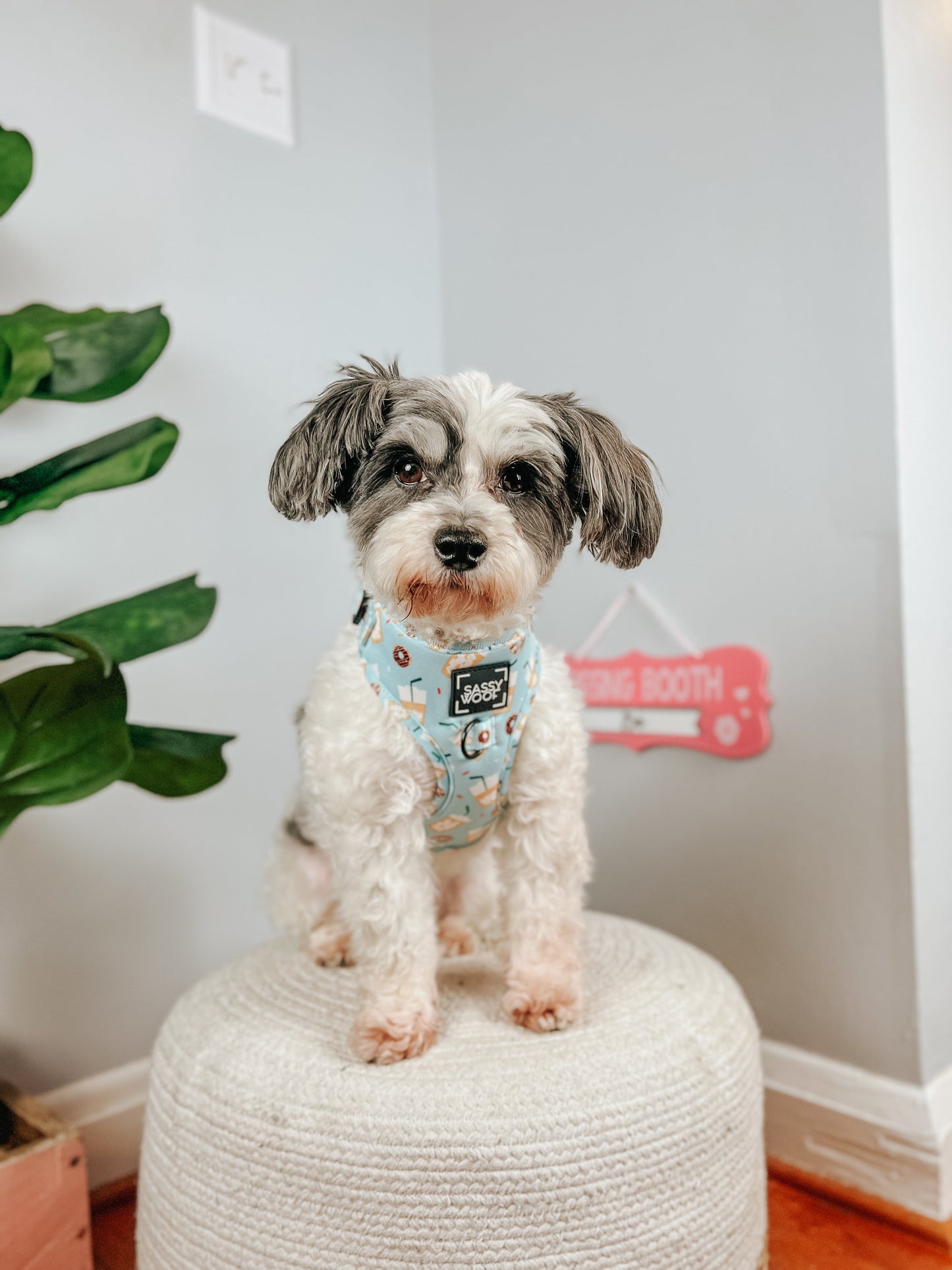 Dog Adjustable Harness - Sweets & Pawfee