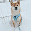Dog Adjustable Harness - Blumond