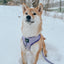 Dog Adjustable Harness - Aurora